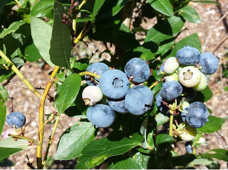 When bush comes to shrub, try growing Capefriendly blueberries