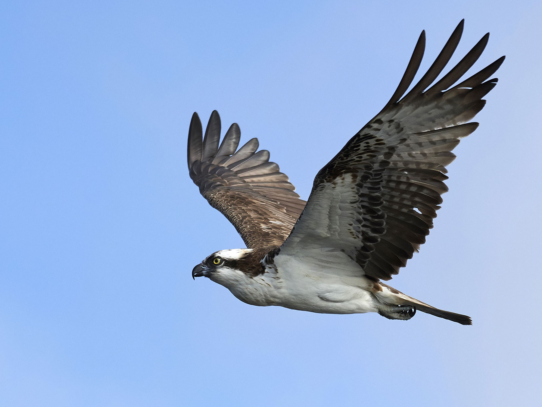 cape osprey