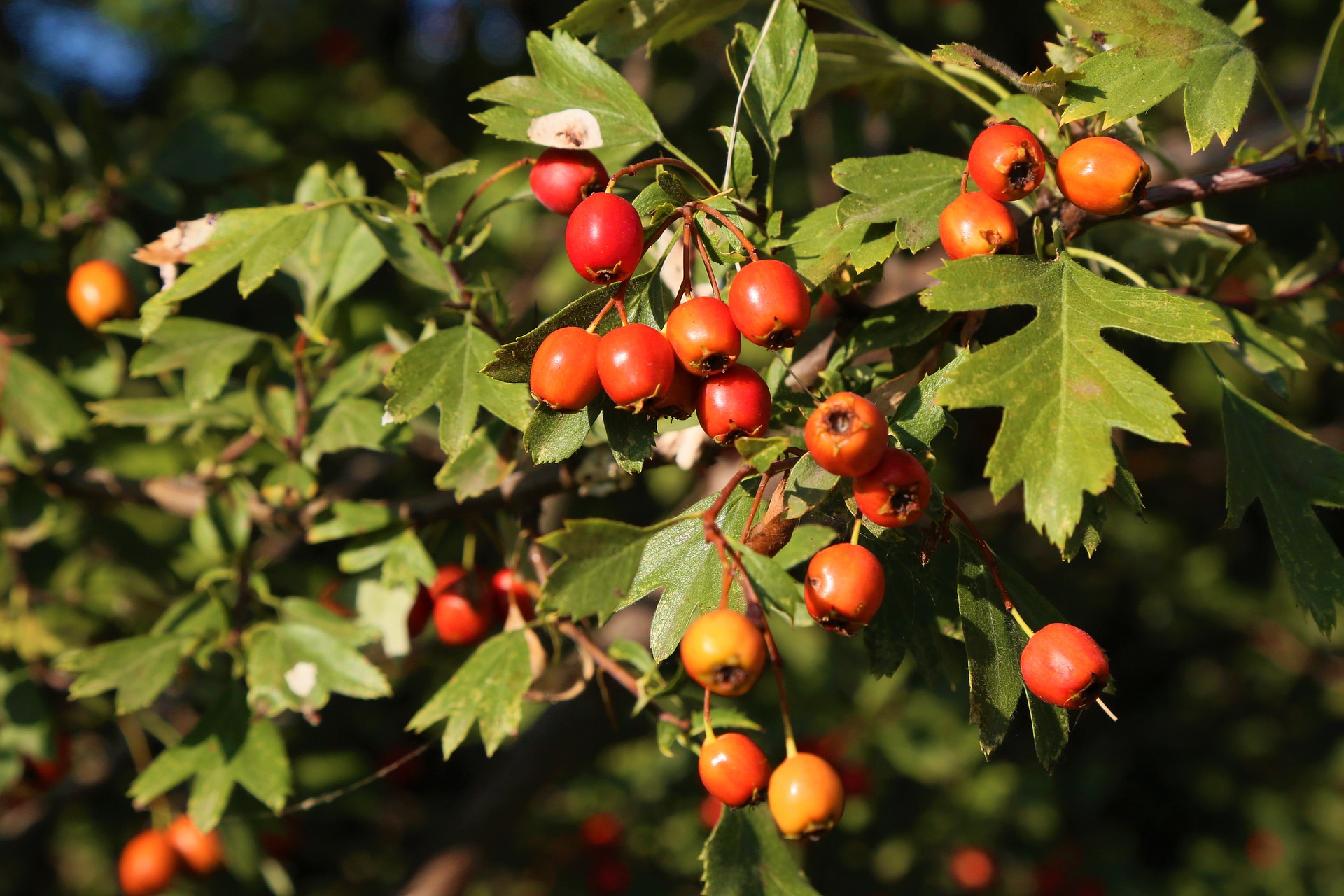 Think outside the bogs for cranberry culture | Yarmouth, Cape Cod, MA