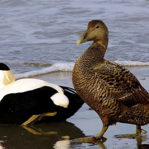 common eider.png